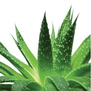 Organic Aqua Boost Nem Şampuanı 400 ml