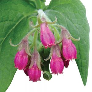 Organic Silver Gümüş Yansıma Şampuanı 1000ml