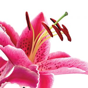 Organic Power Build Onarıcı Saç Kremi 1000 ml